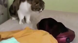 Funniest Cats and Dogs ???????? | Funny Animal Videos #9 4