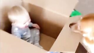 Funny Dogs And Cats Videos 2024 2