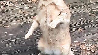 Funny Cat Moments: Hold Back the Laughs Challenge
