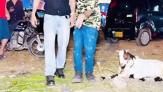 Chori ka bakra mil gaya???? Sulman Noman❤️ #shorts #summervibes.