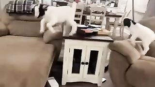 #Funny #viral
