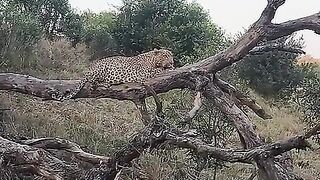 Brute_strength_????_????_The_Maxim’s_male_hoists_his_impala_kill_before_a_hyena_could_steal_it