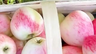 Apple 9