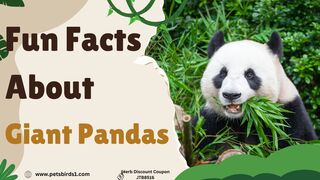 Did you know facts about pandas? #pets_birds