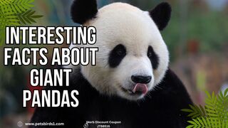 Uncovering the Best Facts and Information About Pandas #pets_birds