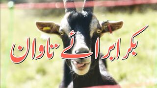 Happy Eid al-Adha. (last episode)