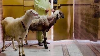 Conversation with goats