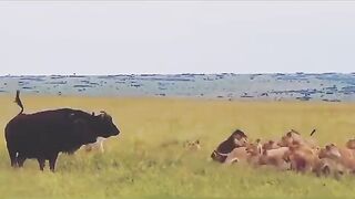 lion vs buffalo | lion vs buffalo fight | lion and buffalo | best fight lion vs buffalo