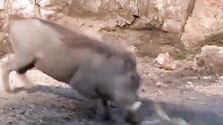 Animals have amazing reflexes
