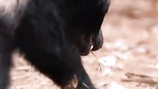 snake fight videos | cobra fight | #snake