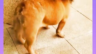 Funny video #FunnyAnimals #PetComedy #CutePets