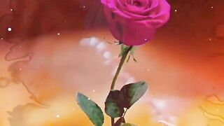 rose ????????????