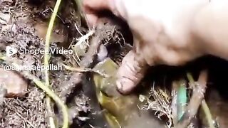 Fishing for eels in the rice fields