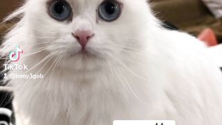 Cats funny 5