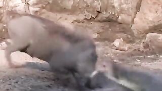 Crazy reflexes