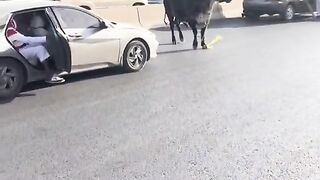 هروب ثور في شوارع الرياض