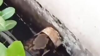 a witness