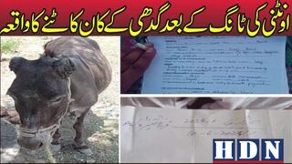 اونٹنی کی ٹانگ کے بعد گدھی کے کان کاٹنے کا واقعہ