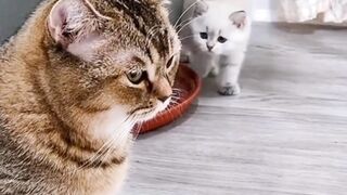 very funny cat????????