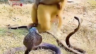 Singe courageux