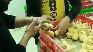 #حقن_كتاكيت