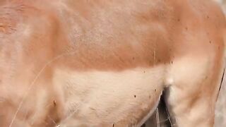 ay 13 - Grooming services provided by Oxpeckers on tick-infested animals