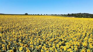 What beautiful sunflowers