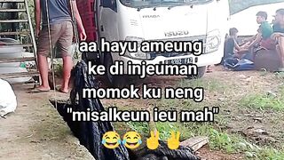 ayam broiler || kata kata lucu 462