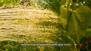 The ultimate guide to home garden care - essential tips