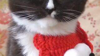 Cat make popcorn