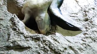 60 baby turtles died of drought