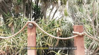 The ultimate guide to growing trees and plants in your home
