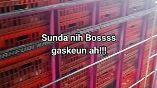ayam broiler || kata kata lucu 464