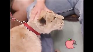Lion attack/lion attack on children/lion attack people