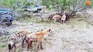 Dramatic Rescue by Hyenas after a Lion Catches one 2
