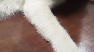 Nemo mau makan