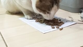 Mukbang nemo