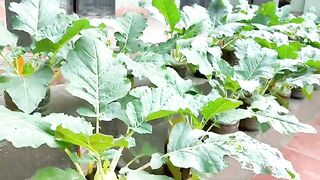 The Secret To Growing Great Kohlrabi With A Few Plastic Bottles_ Save Time And Money!.