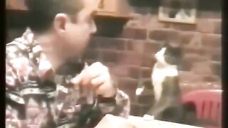cat gesturing to owner
