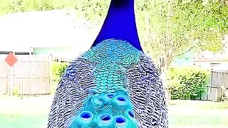 Le paon, oiseau magnifique