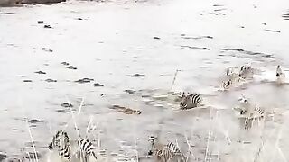 Zèbres et crocodiles