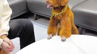 Funniest thing doing by doggy