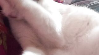 Nemo groaming 2