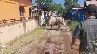 Sapi kurban mengamuk