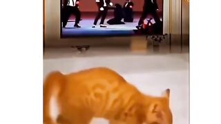 Cat think him michal jackson #FunnyAnimals #PetComedy #CutePets
