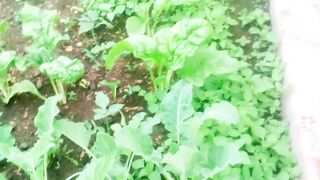 Save cost with kitchen garden