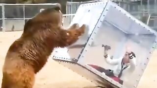 Detik_detik_beruang_ingin_memakan_manusia!!!!!!(480p).