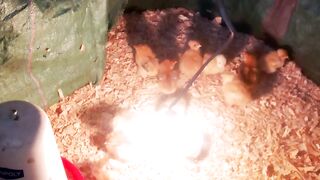 Earn with chicken farming