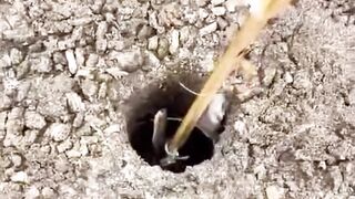 Catch shrimp in hole