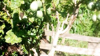 Tree tomato fruit